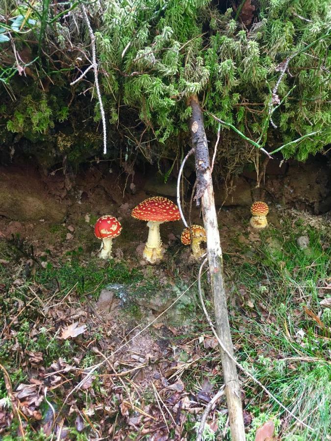 Blackforest *